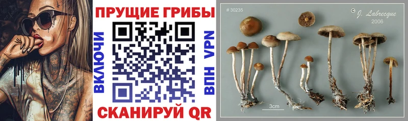 где продают   Андреаполь  Псилоцибиновые грибы ЛСД 